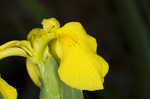 Paleyellow iris